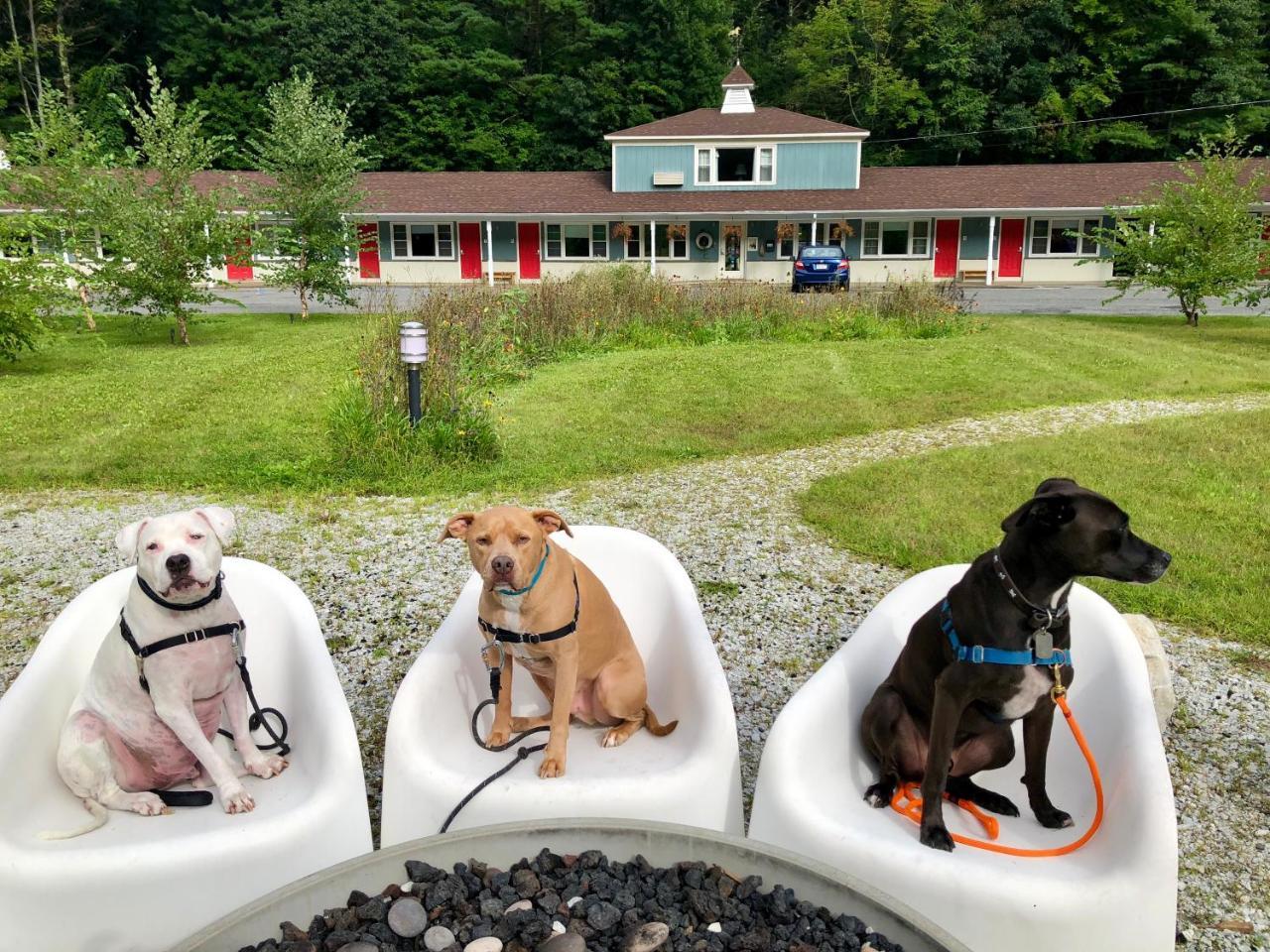 The Little Lion Motel Great Barrington Exterior foto